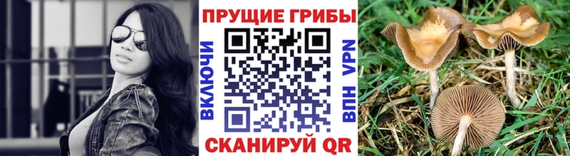 закладки  Красноармейск  Псилоцибиновые грибы прущие грибы 